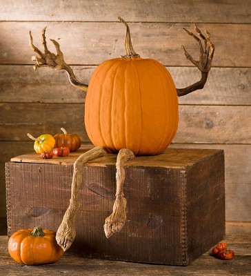 Plow Hearth Posable Pumpkin Vine Arms And Legs Set Target