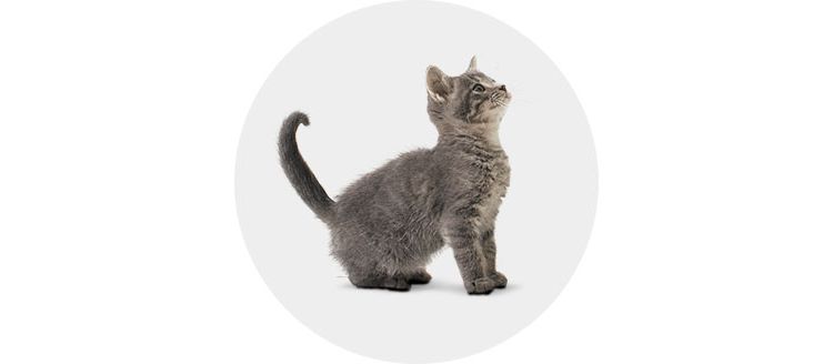 Cat Supplies