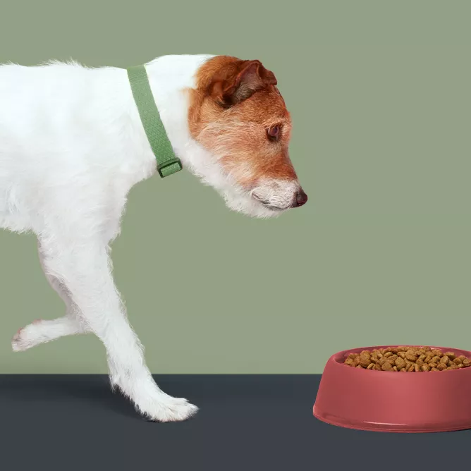 is-cesar-dry-dog-food-good-for-my-dog