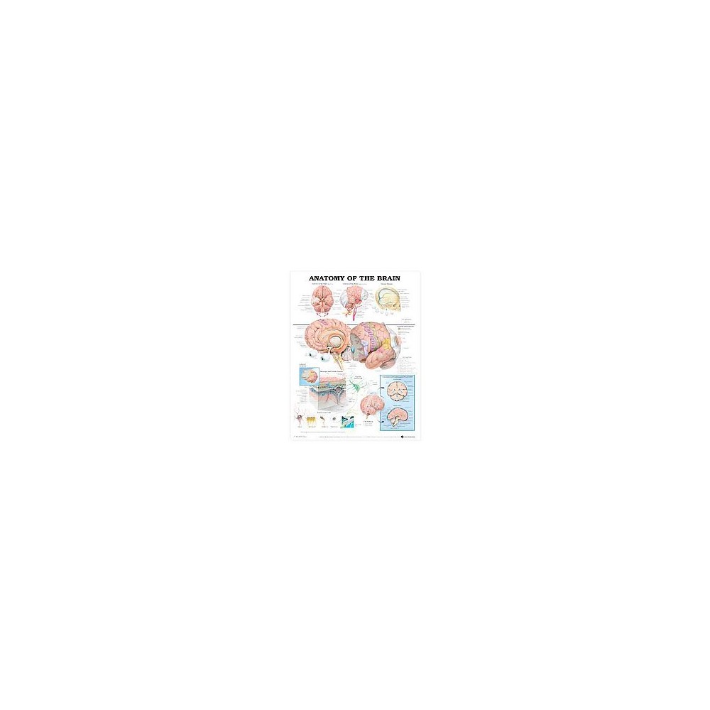 Anatomy of the Brain Anatomical Chart (Paperback)