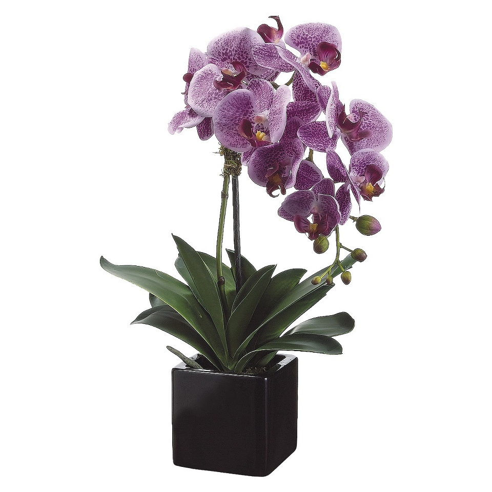 Purple Orchid in Square Ceramic Pot