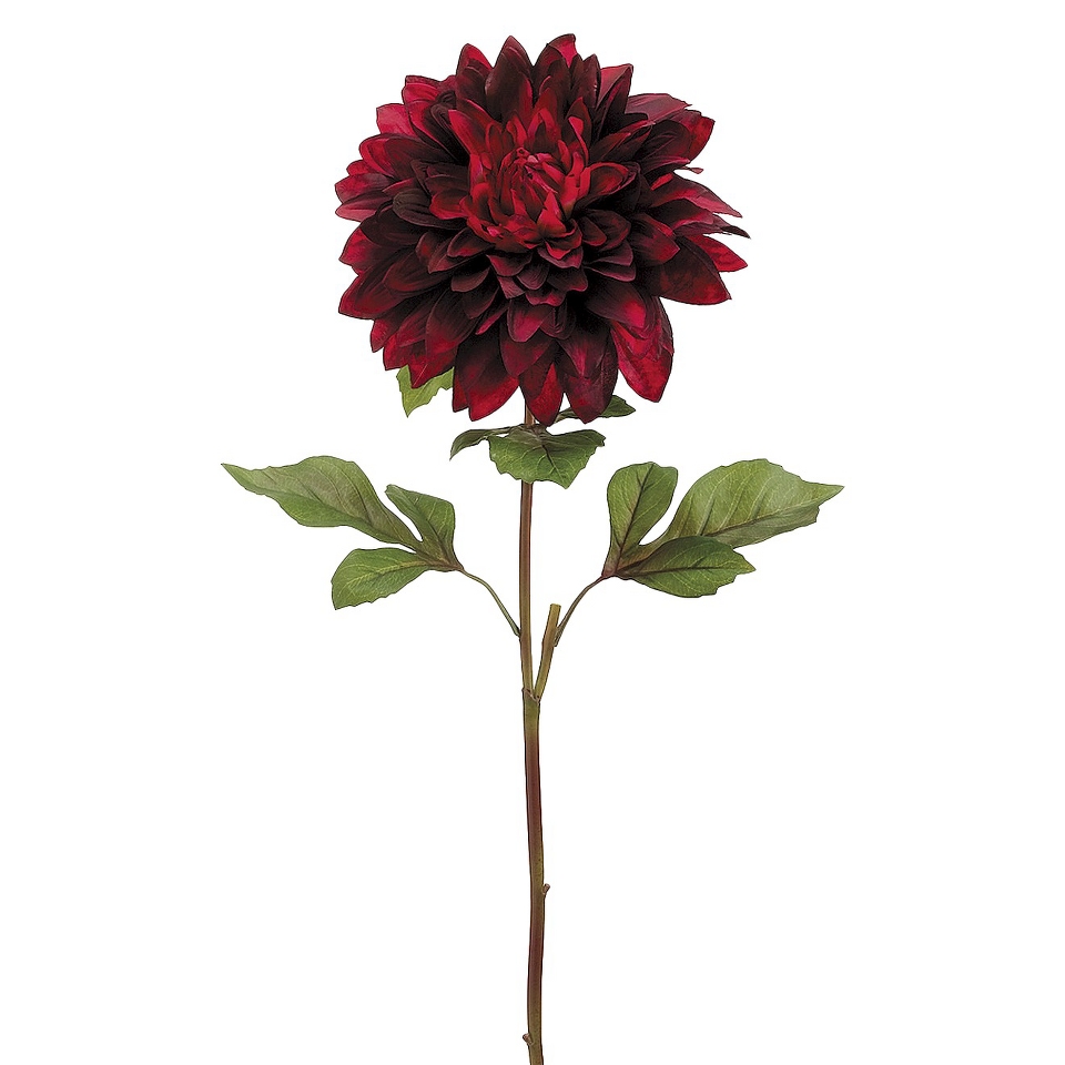 25in Dahlia Dark Red