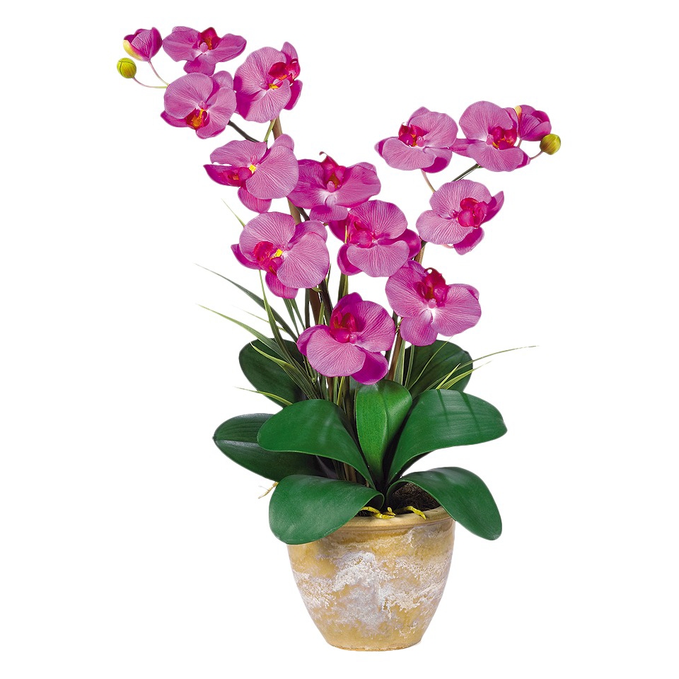 Double Stem Phalaenopsis Orchid in Ceramic Pot 25   Orchid