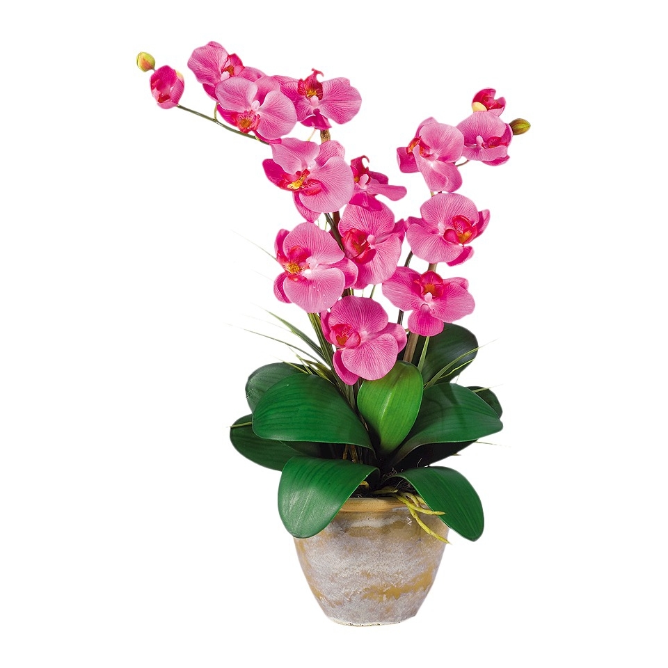 Double Stem Phalaenopsis Orchid in Ceramic Pot 25   Dark Pink