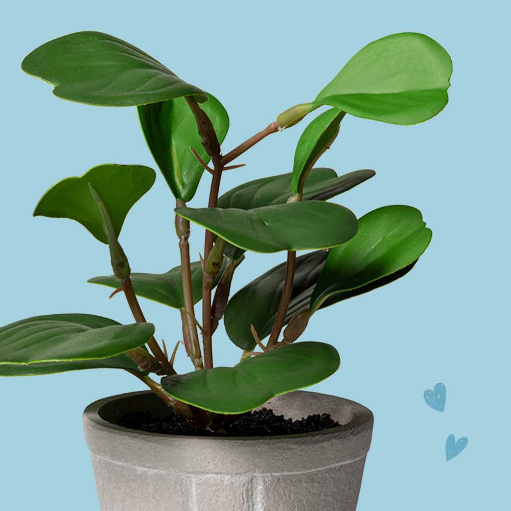 7" Mini Faux Hoya Heart Potted Plant - Hearth & Hand™ with Magnolia