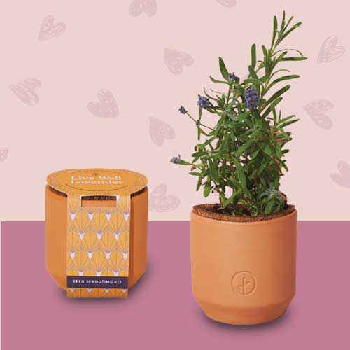Modern Sprout Tiny Terracotta Kits - Indoor Garden Kit, Seed Starter Set, Lavender, Poppie, Daisy (3 Pack)