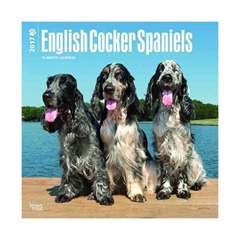 English Cocker Spaniels 2017 Calendar Paperback - 