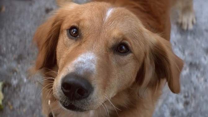 A Dog's Purpose (DVD), 2 of 3, play video