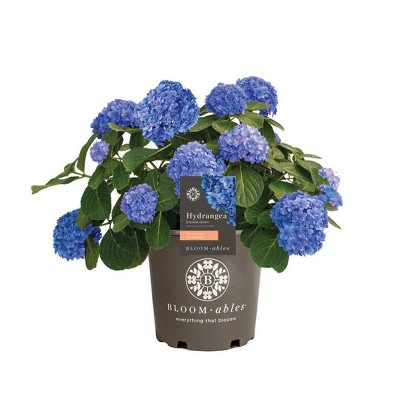 Bloomables Hydrangea Double Down - National Plant Network