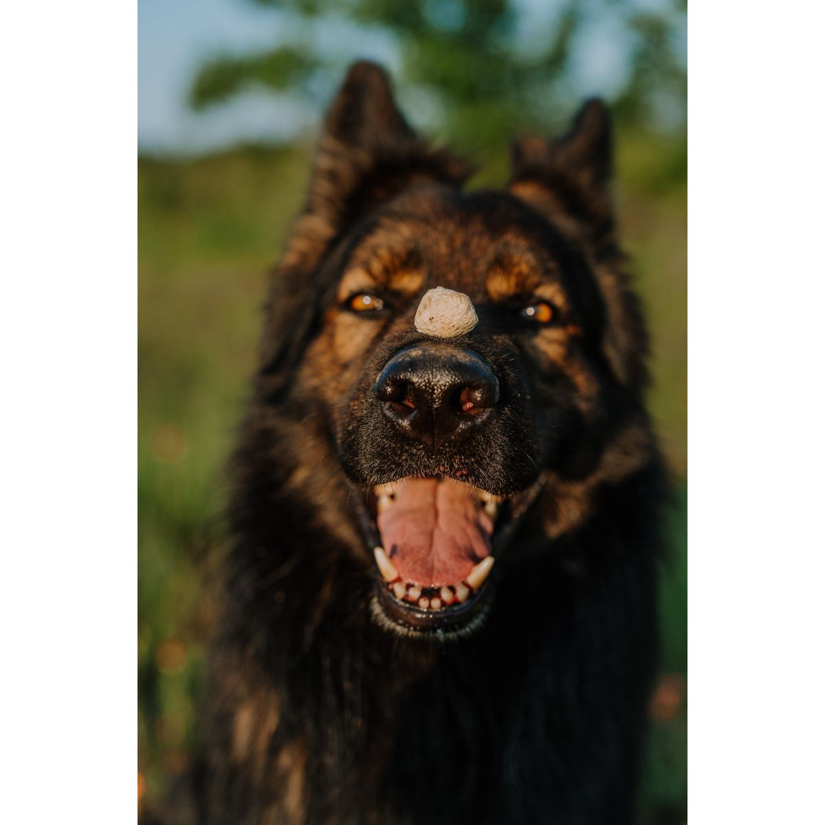 Boss Dog Proballs Treats w/ Probiotics - thumbnail 9