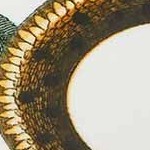 snake/black