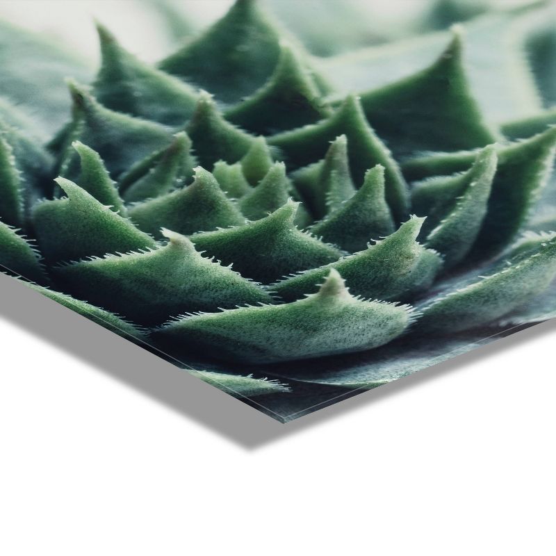 23&#34; x 23&#34; Radical Succulent by Emiko and Mark Franzen of F2 Images Floating Acrylic Unframed Wall Decor - Kate &#38; Laurel All Things Decor, 4 of 8