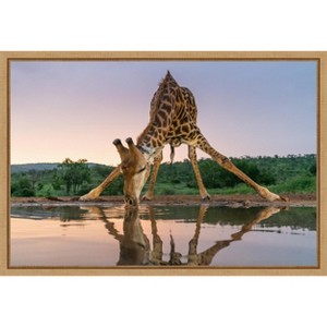 Amanti Art Sunset giraffe drinking by Francoisventer Canvas Wall Art Print Framed 23 x 16-in. - 1 of 4
