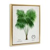Stupell Industries Vintage Fan Palm Plant Floating Frame Canvas Art - 2 of 4