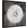 Amanti Art Dandelion Seedhead by Alan Majchrowicz Framed Canvas Wall Art - 3 of 4
