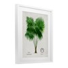 Stupell Industries Vintage Fan Palm Plant Framed Print Under Glass - 2 of 4