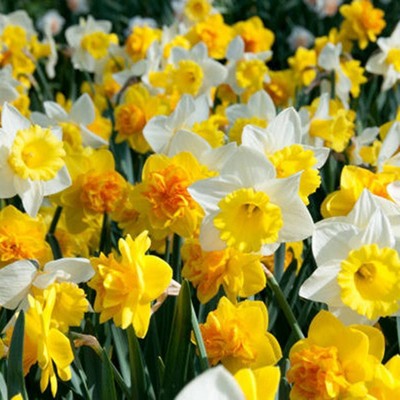 Set of 100 Daffodils Bulbs Sunny Side Up Blend - Van Zyverden