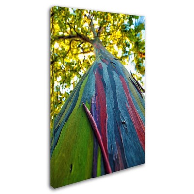 Trademark Fine Art -CATeyes 'Rainbow Eucalyptus Tree' Canvas Art