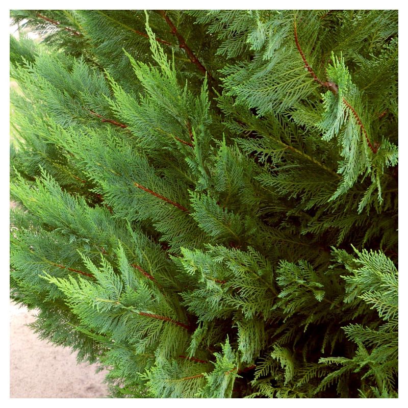 Cypress &#39;Leyland&#39; 1pc - National Plant Network U.S.D.A Hardiness Zone 5-9 - 2.25 Gallon, 4 of 6