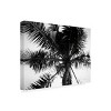 Trademark Fine Art -Debra Van Swearingen 'Palm Tree Looking Up Iii' Canvas Art - 4 of 4