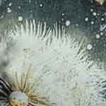 wanderpappus