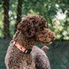 The Worthy Dog Tutti Frutti Adjustable Dog Collar - 2 of 4