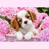 500 Piece Jigsaw Puzzle, Pup in Pink Flowers, Animal puzzle, Dog puzzle; Puppies, Cute dog, Adult Puzzles, Castorland B-52233 - 2 of 4