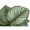 Artificial Plant, 13" Tall, Epipremnum, Indoor, Faux, Fake, Table, Greenery, Potted, Set Of 2, Decorative, Green Leaves, Black Pots - 4 of 4