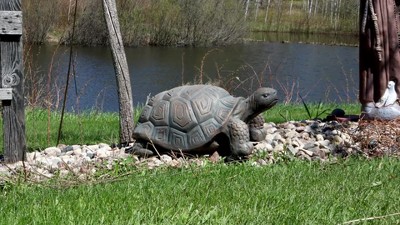 Tanya the Tortoise Large Brown Poly-Concrete Garden Statue