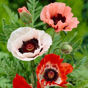 Van Zyverden 5ct Roots Poppies Mixed Set - 1 of 4