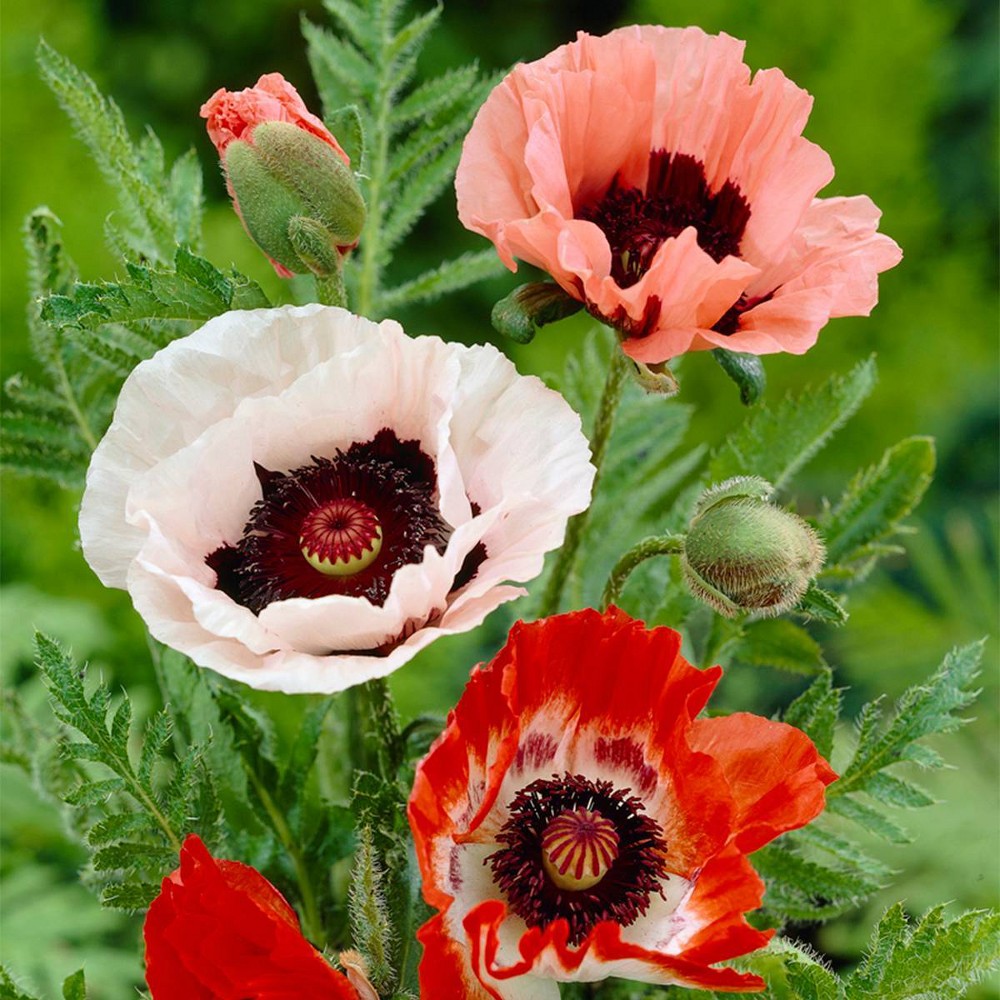 Photos - Garden & Outdoor Decoration Van Zyverden 5ct Roots Poppies Mixed Set