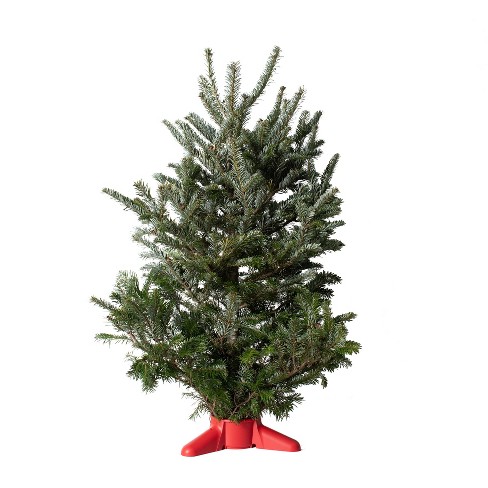 Fresh 5 - 6 ft Fresh-Cut Premium-Grade Fraser Fir Christmas Tree