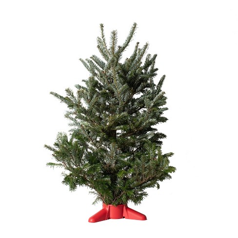 Fresh Fraser Fir Christmas Tree – Moscarillo's Garden Shoppe