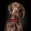 Life+Gear Rechargeable Glow Dog Collar - S - 2 of 4