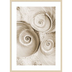 Amanti Art Seashell II by Norm Stelfox Wood Framed Wall Art Print - 1 of 4