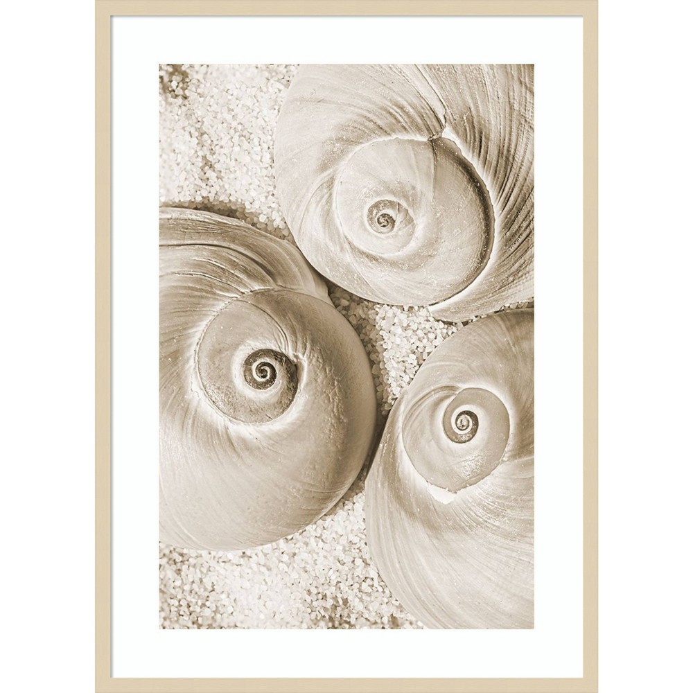 Photos - Other Decoration 30"x41" Amanti Art Seashell II by Norm Stelfox: Modern Nautical Lithograph, Hardwood Frame, Wire Mount