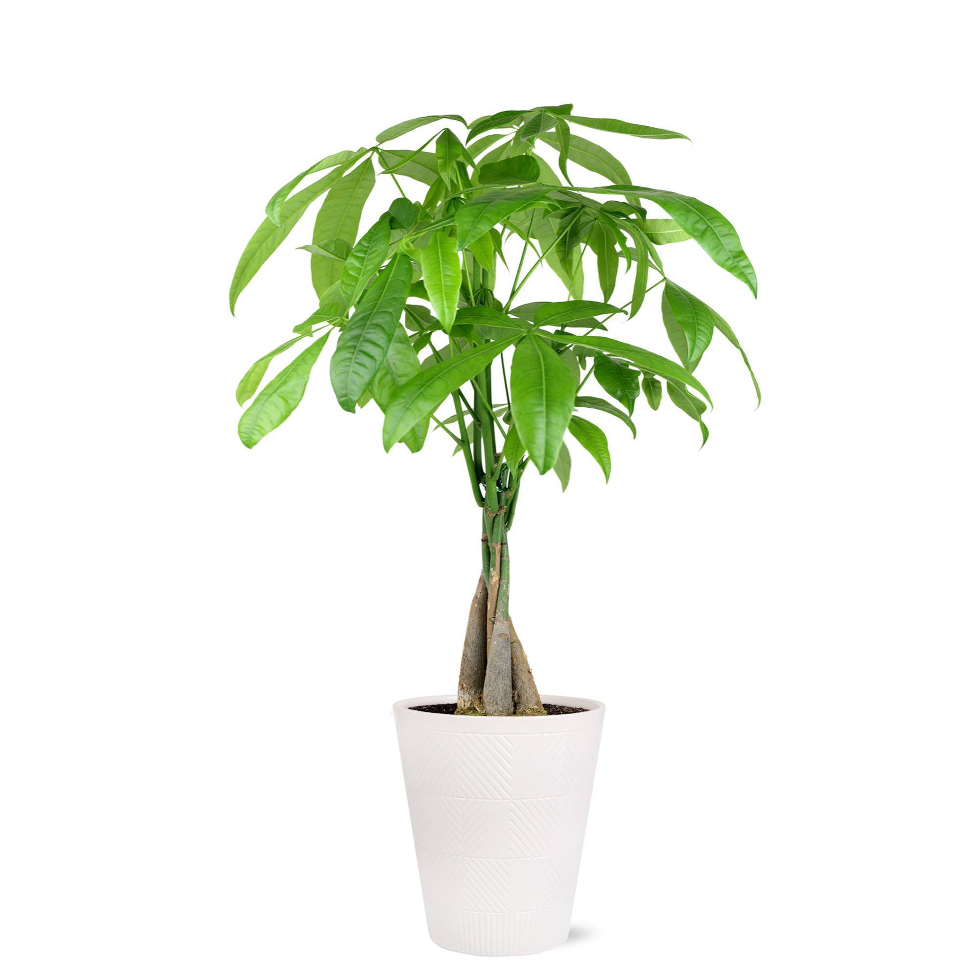 Live 5" Money Tree Houseplant in Evi Pottery Planter