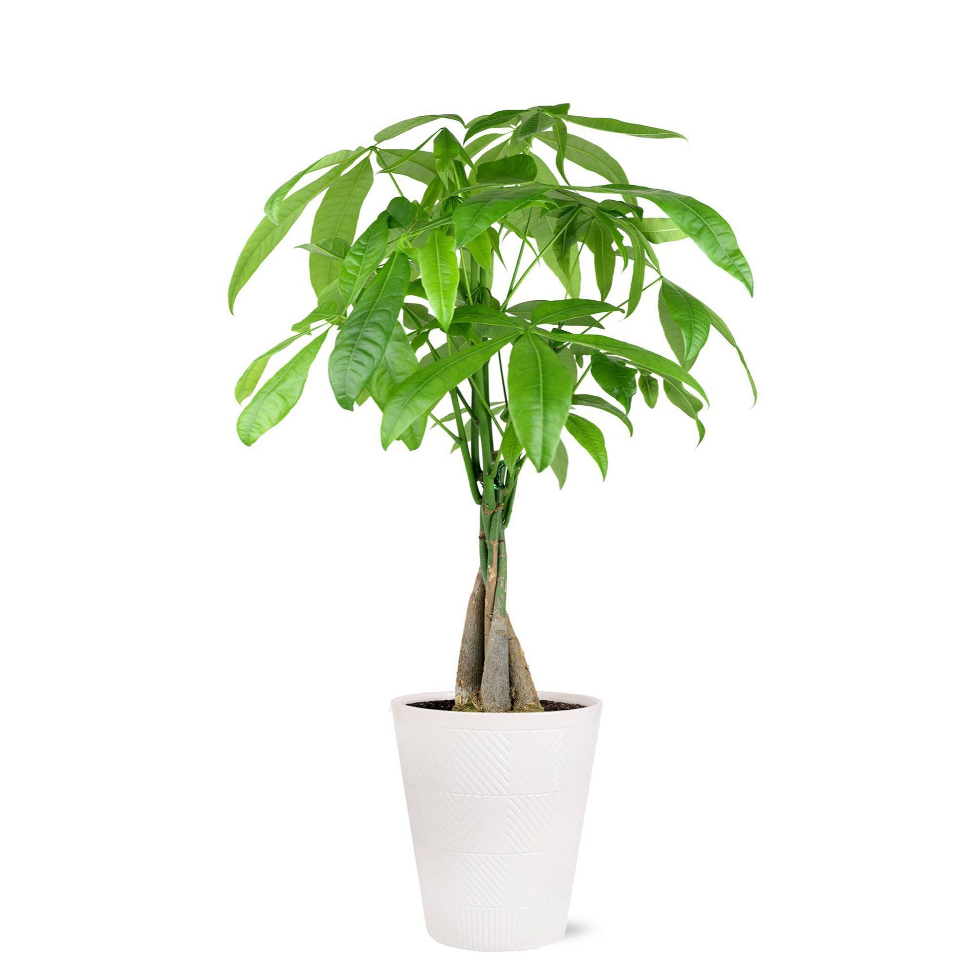 Live 5" Money Tree Houseplant in Evi Pottery Planter