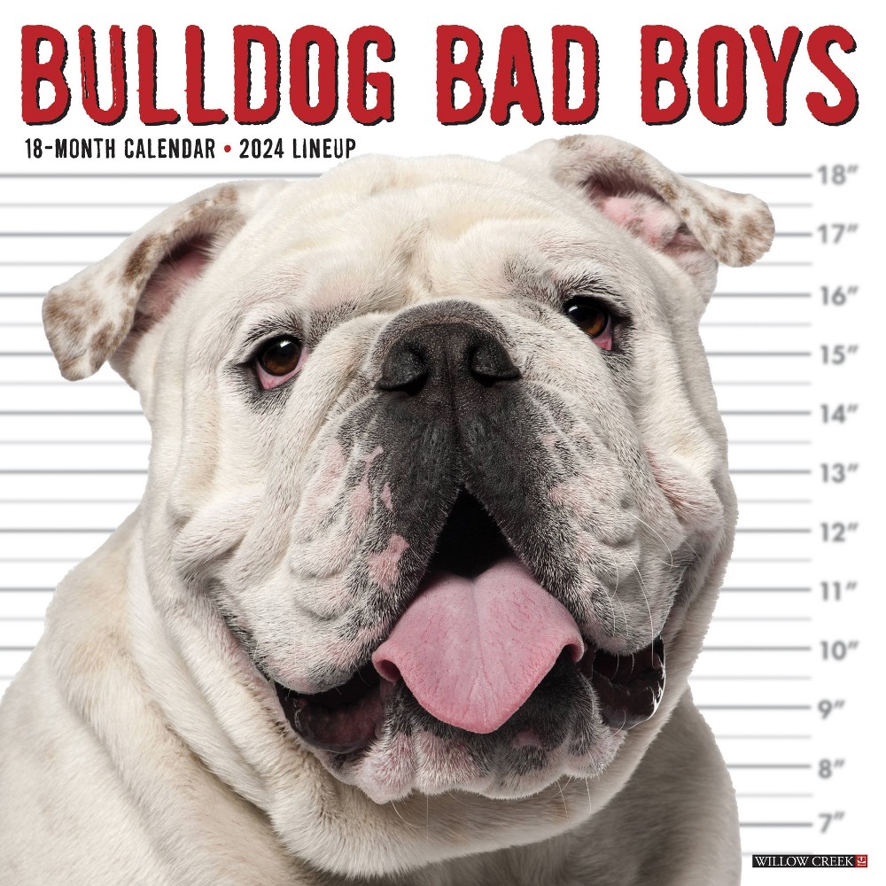 Photos - Other interior and decor Willow Creek Press  Wall Calendar 12"x12" Bulldog Bad Boys 2024