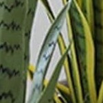 snake plant (yellow) 70cm