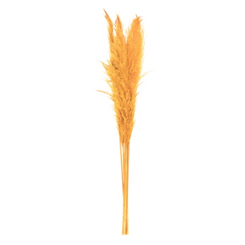 Vickerman 46 Dried Aspen Gold Pampas Grass, 6 Pieces