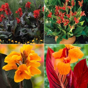 Van Zyverden 24ct Cannas Collection 4 Varieties Bulbs - 1 of 3