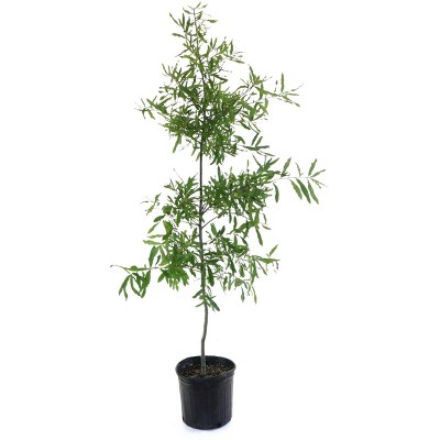 2.25gal Willow Oak Tree - National Plant Network