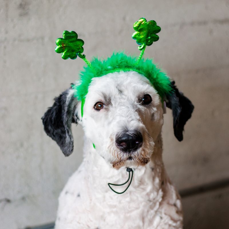 Midlee St. Patrick's Day Shamrock Dog Headband, 5 of 9