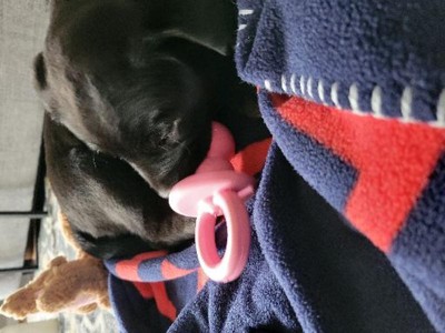 KONG - Puppy Binkie - Soft Teething Rubber, Treat Dispensing Dog Toy – KOL  PET