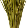 Vickerman 24-30" Basil Whip Grass, 8 oz Bundle, Dried - 4 of 4