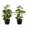 Monarch Specialties Artificial Plant 14 inch Tall Ficus Indoor Faux Fake Table Greenery Potted Set Of 2 Decorative Green Leaves Black Pots - 2 of 4