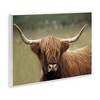 Stupell Industries Highland Cattle Shaggy Hair Country Animal Portrait Photography Wall Plaque Art, 15" x 10" - 2 of 4