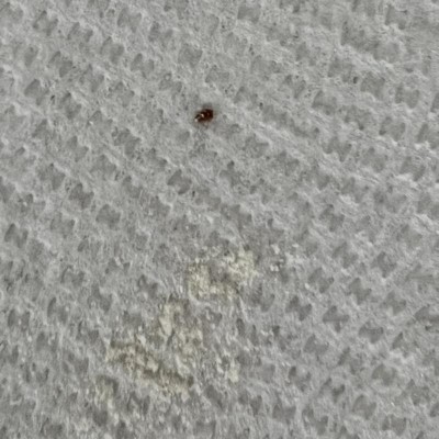 Guest review image 1 of 2, zoom in