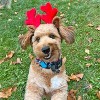 Midlee Christmas Reindeer Small Dog Antlers - 4 of 4